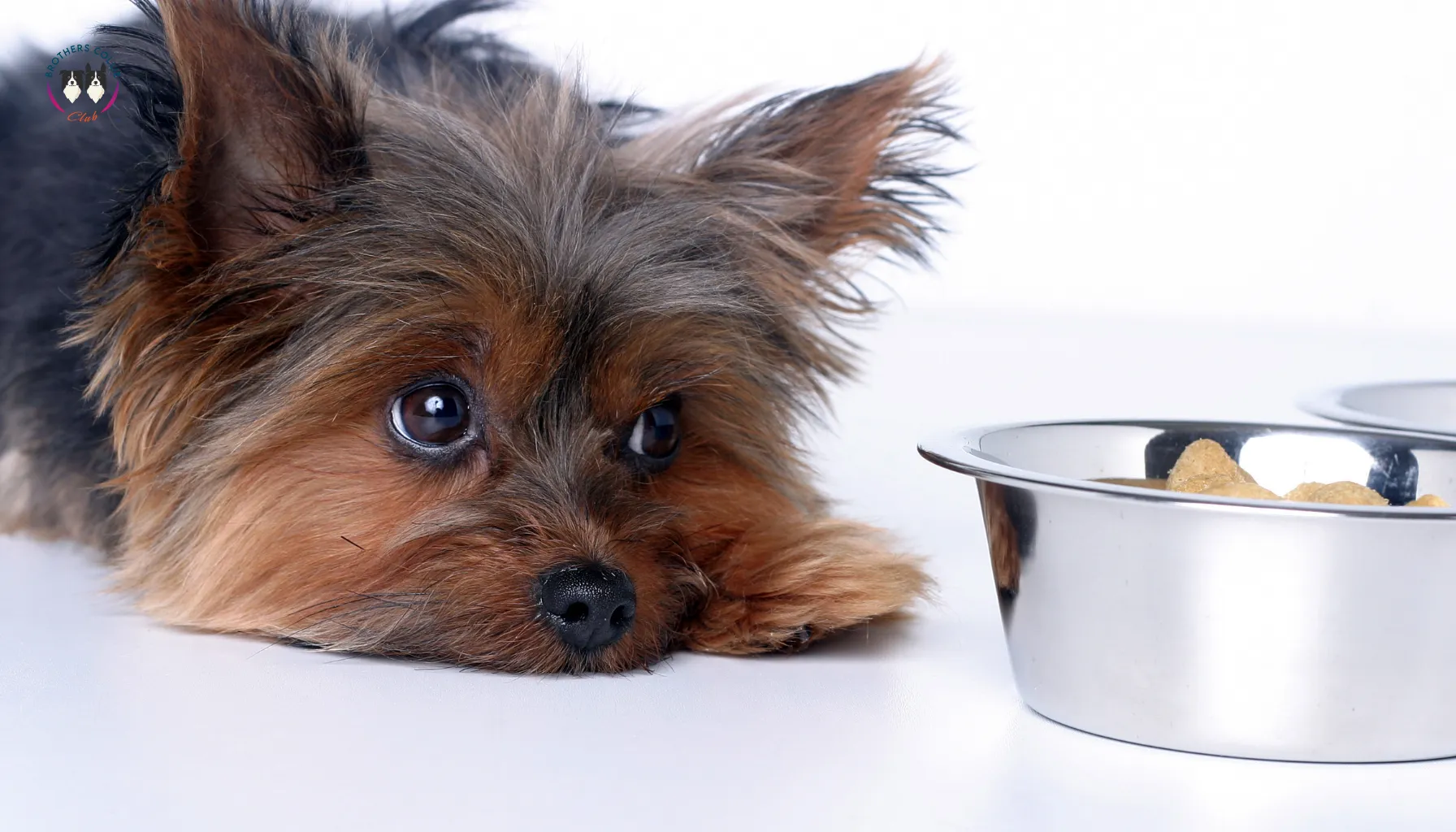 Guía vital para propietarios sobre la torsión gástrica en perros por Brothers Collie Club